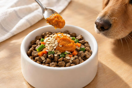 How Food Prebiotics Support Dog Gut Health